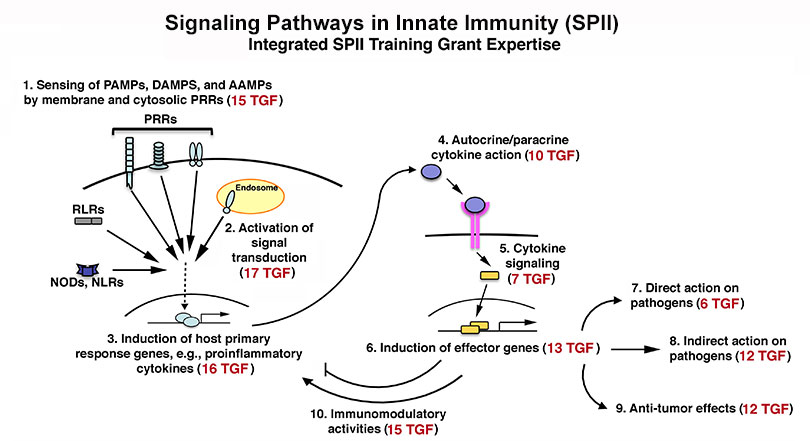 Signaling Pathways in Innate Immunity
