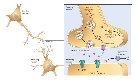 brain cell synapses